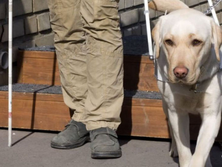 Captura perro.JPG