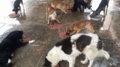 Huellas Caninas hace un urgente pedido de solidaridad