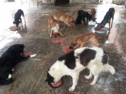 perros4.jpg