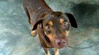 Huellas Caninas busca padrinos y madrinas para 23 perros