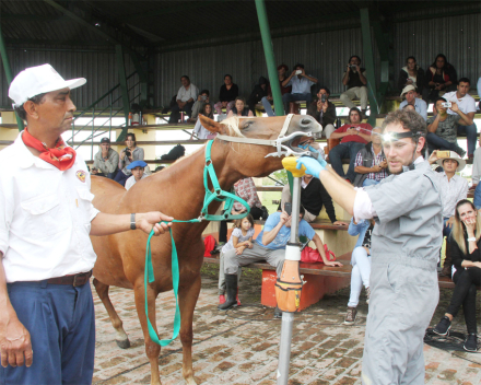 odontologia caballos.jpg