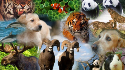 Día del Animal