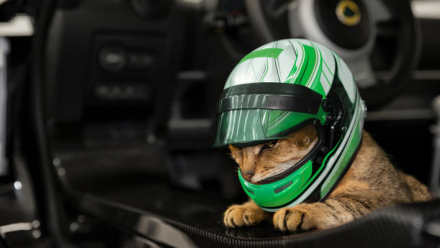 gato.jpg