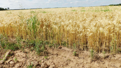 El trigo no recompondrá su área de siembra en el Chaco