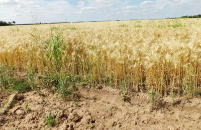 El trigo no recompondrá su área de siembra en el Chaco