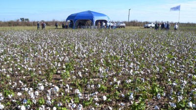 Fuerte apuesta a la búsqueda de incorporar nuevas variedades para recuperar el cultivo