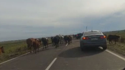 Peligro en la ruta: ganado suelto en la ruta a la altura de Caa Catí