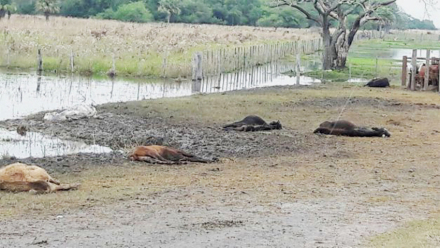 Corrientes-vacas.jpg