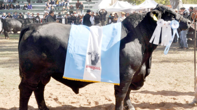 Llega Buryaile al Chaco para la Gran Nacional Brangus