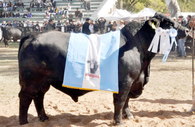 Llega Buryaile al Chaco para la Gran Nacional Brangus