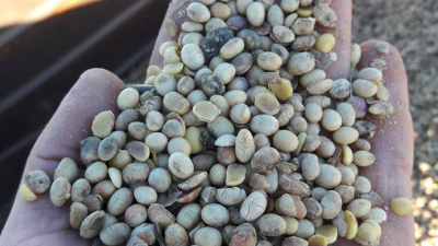 Chaco supera el récord de rinde histórico en la cosecha de soja