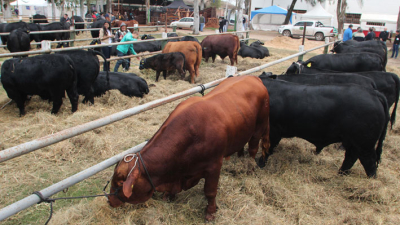 La excelencia Brangus se exhibe en Resistencia