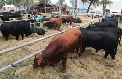 La excelencia Brangus se exhibe en Resistencia