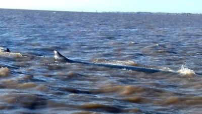 Sigue varada la ballena en Dock Sud
