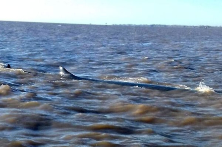 BALLENA.jpg