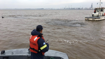 Murió la ballena que estaba varada en Dock Sud