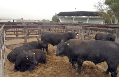 La excelencia genética de esta parte del país se muestra en la Rural del Chaco
