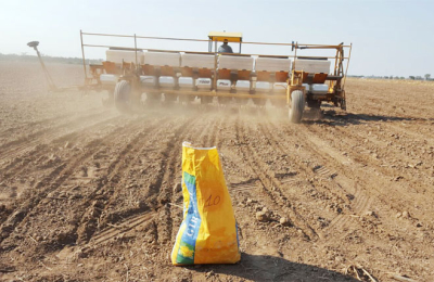 El Chaco implantó más el 30 por ciento del área estimada de girasol, pero escasea la semilla