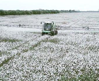 algodon.jpg