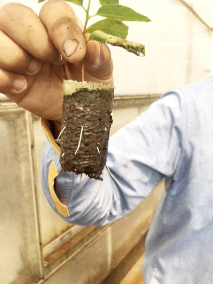 plantin.jpg