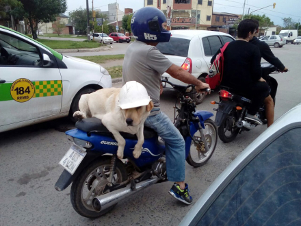Rocco 1.jpg