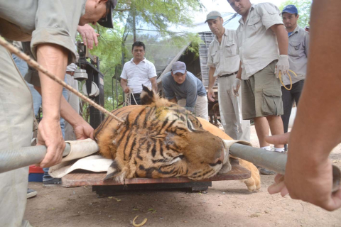 TIGER Y EMILSE21.jpg