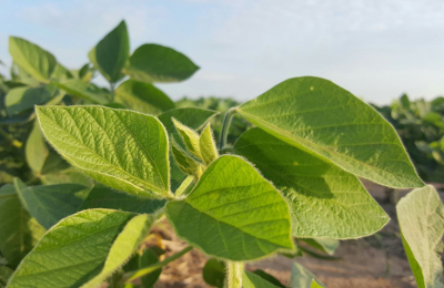 Red de cultivares de soja del NEA, una herramienta para la toma de decisiones