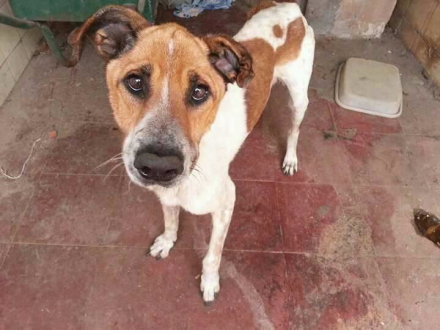 perros huellas 3.jpg