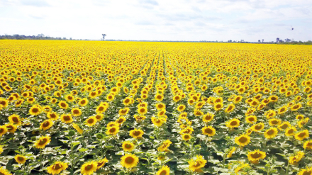 girasoles.jpg