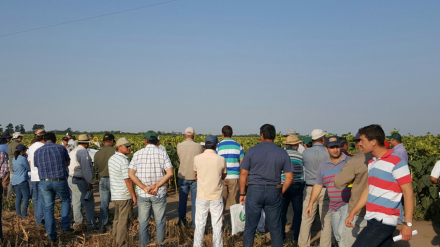 productores girasol.jpg