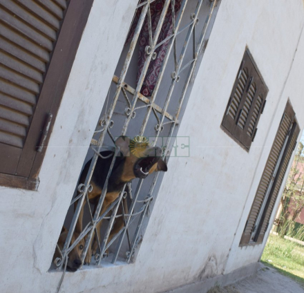 perro heroe del santa elena3.jpg
