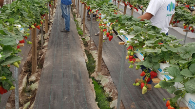 Con más variedades y tecnología el Chaco busca consolidar la producción de frutillas