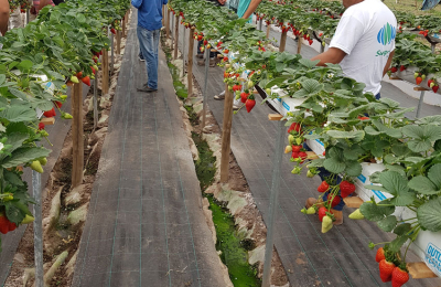 Con más variedades y tecnología el Chaco busca consolidar la producción de frutillas
