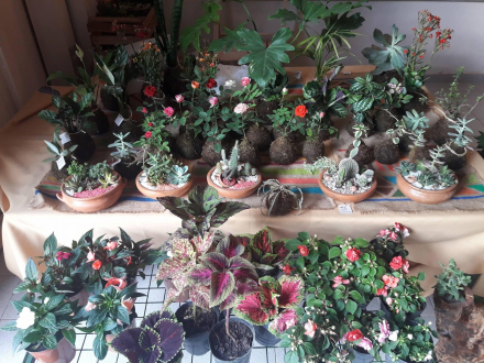 Kermes Nido.jpg