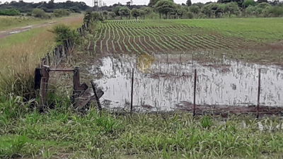 Las intensas lluvias benefician a la ganadería pero condicionan el remanente de girasol
