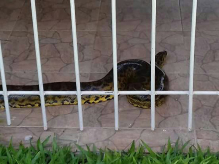 SERPIENTE-FOTO.jpg