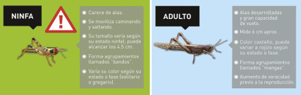 langosta 4.jpg