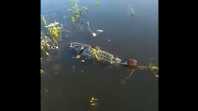 En las autoridades correntinas hay preocupación por aparición de peces muertos