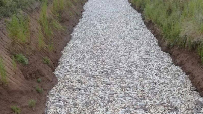 Hallaron miles de peces muertos por las altas temperaturas en Córdoba