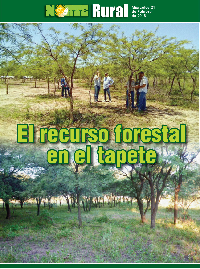 El recurso forestal en el tapete