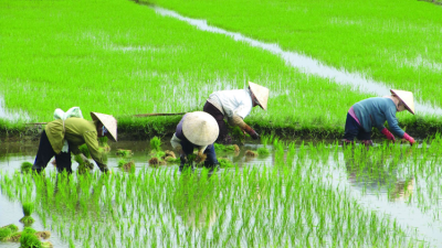 Primer arroz GM de China obtiene aprobación en EEUU