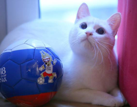 gato Aquiles 2.jpg