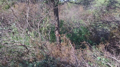 Bosques por unas ciudades sostenibles
