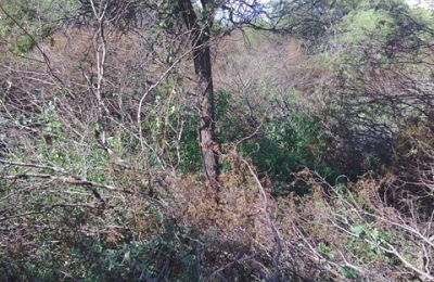 Bosques por unas ciudades sostenibles