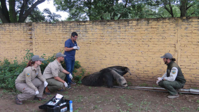 Un oso hormiguero rescatado de Miraflores será rehabilitado en Corrientes