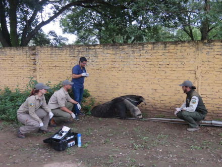rescate oso.jpg