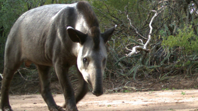 Animalistas serán querellantes en el caso de la matanza de un tapir
