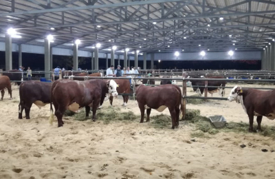 Los mejores reproductores de 12 provincias en la muestra Braford