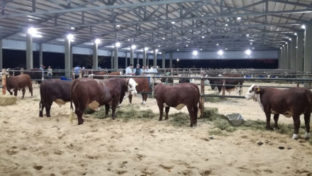 toros.jpg