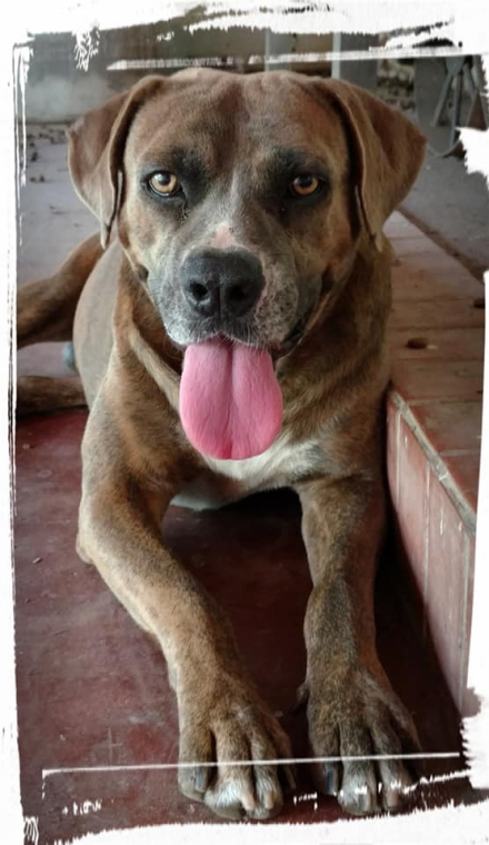perro 1.jpg
